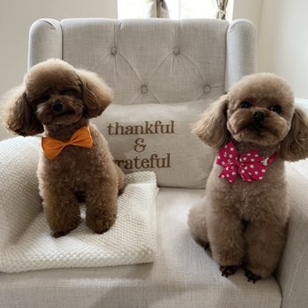 Pampered Pups By Helen - Pet Groomers Near Me Pampered Pups By Helen - Pet Groomers Near Me