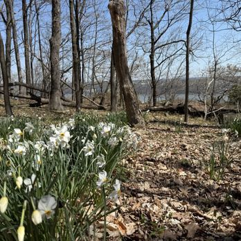 Palisades Interstate Park Commission - Blooming flowers - Hiking Near Me - Alpine, New Jersey