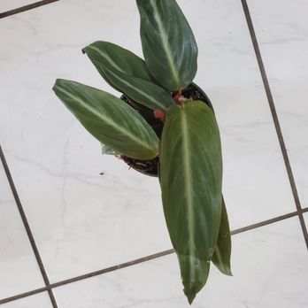The Green Place - Calathea Sanguinea - Nurseries & Gardening Near Me - Fullerton, California The Green Place - Calathea Sanguinea - Nurseries & Gardening Near Me - Fullerton, California