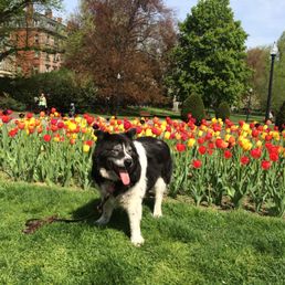 Sydney in the Public Garden