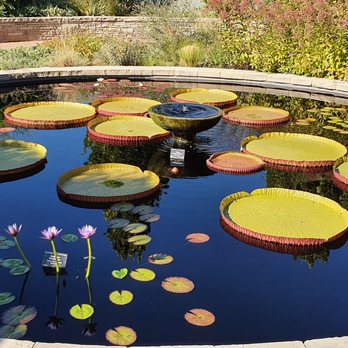 Denver Botanic Gardens - So beautiful I would swear that they are fake! - Botanical Gardens Near Me - Denver, Colorado