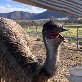 Ostrichland USA - Emu - Attraction Farms Near Me - Solvang, California Ostrichland USA - Emu - Attraction Farms Near Me - Solvang, California