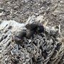 Photo of Haverford Reserve Dog Park
