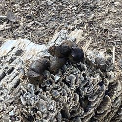 Haverford Reserve Dog Park - Poop lots and lots of poop