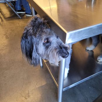 Vertigo Brewing - Doggie Jacques at Vertigo Brewing. - Breweries Near Me - Hillsboro, Oregon Vertigo Brewing - Doggie Jacques at Vertigo Brewing. - Breweries Near Me - Hillsboro, Oregon