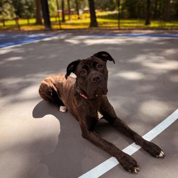 Off Leash K9 Training - Pet Training Near Me - Fredericksburg, Virginia