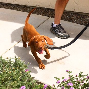 TLC While You're Away - Pet Sitting Near Me - Scottsdale, Arizona TLC While You're Away - Pet Sitting Near Me - Scottsdale, Arizona