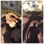 Comly's Stump Grinding, LLC