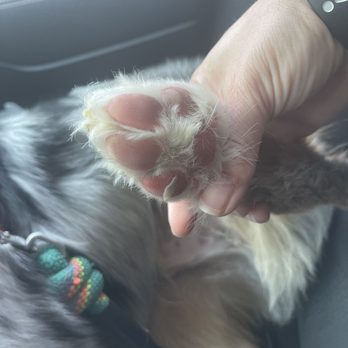PetSuites Fishers - Pet Groomers Near Me - Fishers, Indiana PetSuites Fishers - Pet Groomers Near Me - Fishers, Indiana