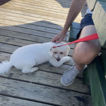 Bridges Waterside Grille - Our happy relaxed pup enjoyed his lunch too. - American Near Me - Michigan City, Indiana Bridges Waterside Grille - Our happy relaxed pup enjoyed his lunch too. - American Near Me - Michigan City, Indiana