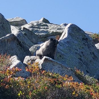 Granite Mountain - Groundhog? Its huge! - Hiking Near Me - North Bend, Washington Granite Mountain - Groundhog? Its huge! - Hiking Near Me - North Bend, Washington