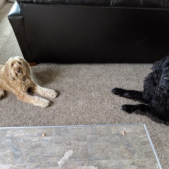 Happy Hounds Dog Training - "We promise we can wait patiently for these pieces of SALMON in front of us!!!!!" - Pet Training Near Me Happy Hounds Dog Training - "We promise we can wait patiently for these pieces of SALMON in front of us!!!!!" - Pet Training Near Me