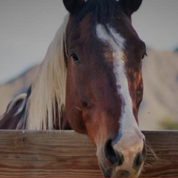Equine Spirit Programs
