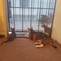 Hawaii Cat Foundation