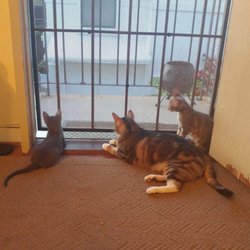 Hawaii Cat Foundation