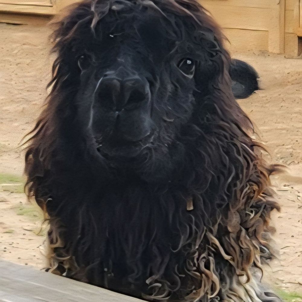 Llama!! Say cheese! Llama!! Say cheese!