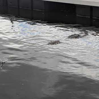 Corey Billie's Airboat Rides - Another alligator in the wild - Boat Tours Near Me - Collier, Florida Corey Billie's Airboat Rides - Another alligator in the wild - Boat Tours Near Me - Collier, Florida