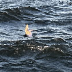 Grand-Mére - Shell Island & Dolphin Cruises - Dolphins