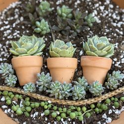 California Greenhouses - I enjoyed creating some styles with the succulents purchased by Hernan's recommendation