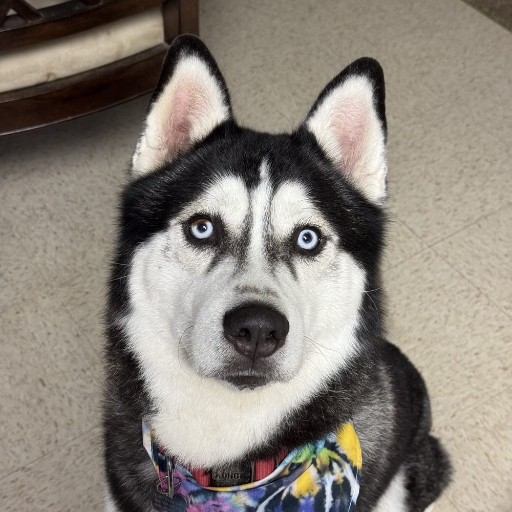 Fairy Tails Pet Spa - Pet Groomers Near Me - Clovis, California