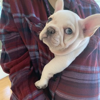 Fairytale Frenchies - Pet Breeders Near Me Fairytale Frenchies - Pet Breeders Near Me