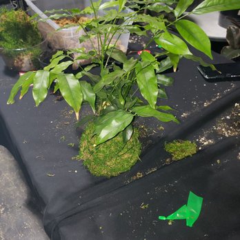 Exotic Plants - Swig and dig - Nurseries & Gardening Near Me - Sacramento, California