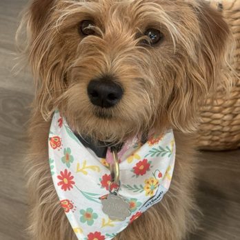 Paw Commons Pet Resort - Gilbert - Daisy intensly at waiting for treat at home! - Pet Sitting Near Me - Gilbert, Arizona
