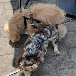 Dog friendly