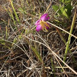 Big Slough Preserve - Rhexia?