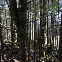 Vedder Mountain Ridge Trail - Trees~