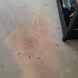 Oxi Fresh Carpet Cleaning