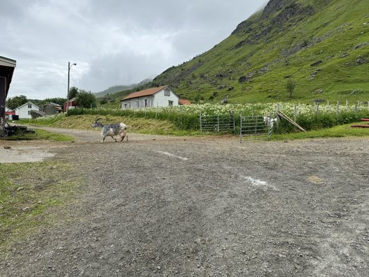Lofoten Gårdsysteri by null