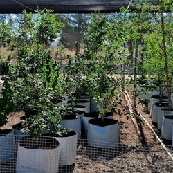 Nevada Division of Forestry LV State Tree Nursery