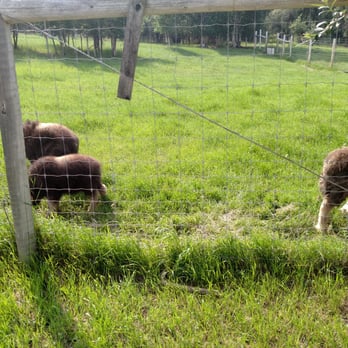 Large Animal Research Station - Baby muskox - Colleges & Universities Near Me - Fairbanks, Alaska Large Animal Research Station - Baby muskox - Colleges & Universities Near Me - Fairbanks, Alaska