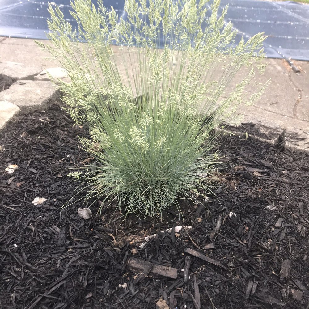 Seneca Greenhouse - Boulder blue fescue - Nurseries & Gardening Near Me - Buffalo, New York