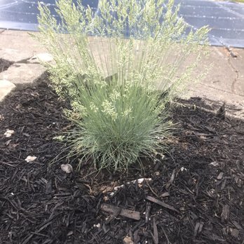 Seneca Greenhouse - Boulder blue fescue - Nurseries & Gardening Near Me - Buffalo, New York