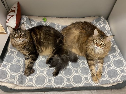 palisades animal hospital