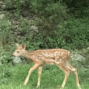 Massanutten Resort - Deer deer deer everywhere so adorable - Hotels Near Me - Massanutten, Virginia Massanutten Resort - Deer deer deer everywhere so adorable - Hotels Near Me - Massanutten, Virginia