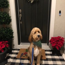 Our standard goldendoodle after his grooming Our standard goldendoodle after his grooming