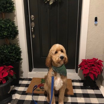 Woof! Here It Is! - Our standard goldendoodle after his grooming - Pet Groomers Near Me - Tampa, Florida Woof! Here It Is! - Our standard goldendoodle after his grooming - Pet Groomers Near Me - Tampa, Florida