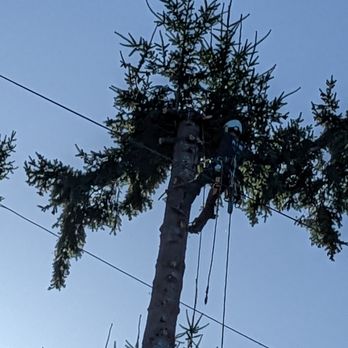 Praxedes Tree Removal - Tree Services Near Me