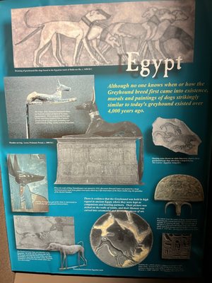 Greyhound Hall of Fame by null