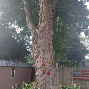 Safe Tree Service - Before - Tree Services Near Me - Marengo, Illinois Safe Tree Service - Before - Tree Services Near Me - Marengo, Illinois