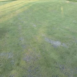 Wild Rock Golf Club - Poor greens