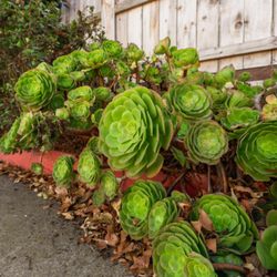 Simply Succulent