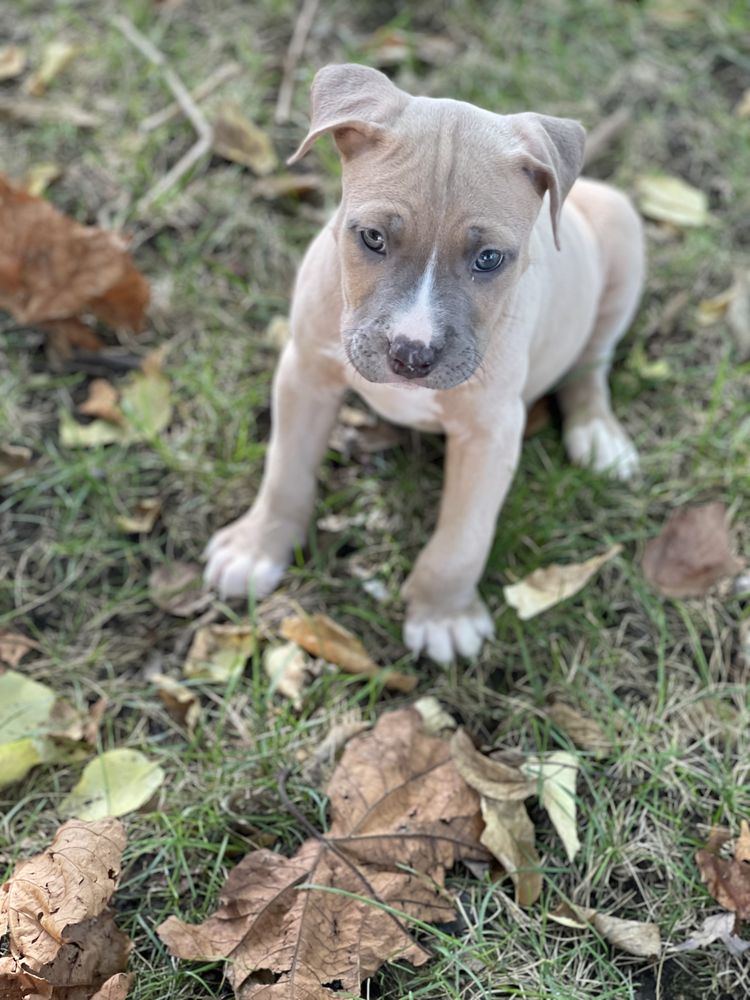 PREMIER PAWS AT TIMBERLINE Updated June 2024 38 Reviews 950 NE