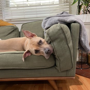TrueCare for pets - Veterinarians Near Me - Studio City, California TrueCare for pets - Veterinarians Near Me - Studio City, California