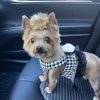 Ooh Puppy - Pet Groomers Near Me - La Mirada, California Ooh Puppy - Pet Groomers Near Me - La Mirada, California