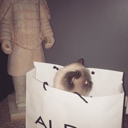 Aldo Shoes