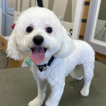 So Soft Grooming - Pet Groomers Near Me So Soft Grooming - Pet Groomers Near Me